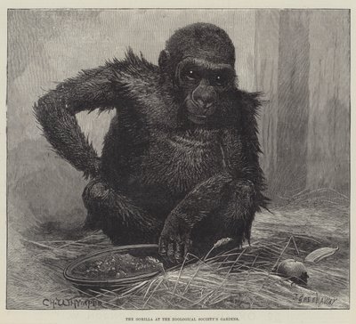 The Gorilla at the Zoological Society
